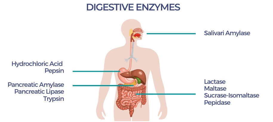 Digestive enzymes help get rid of gas and bloating